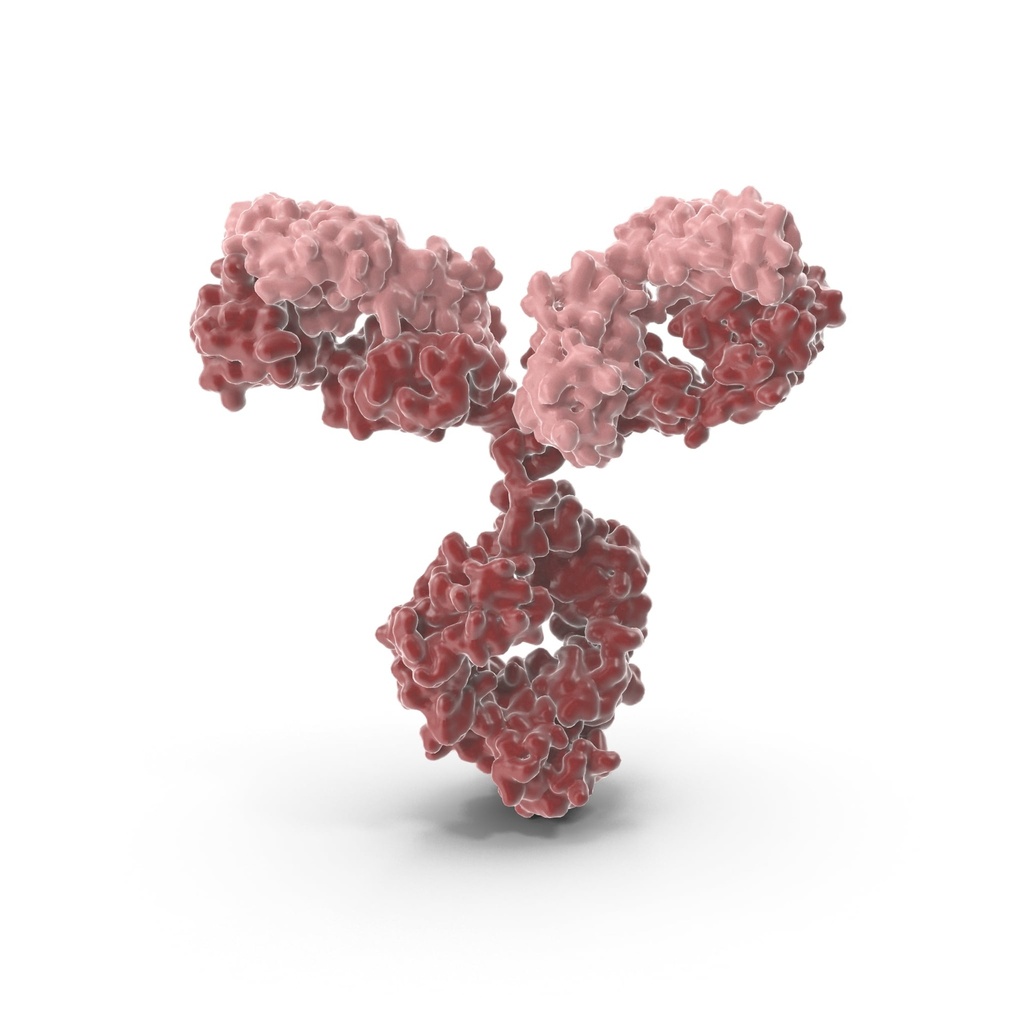 ?1 acidglycoprotein Antibody  HRP conjugated   