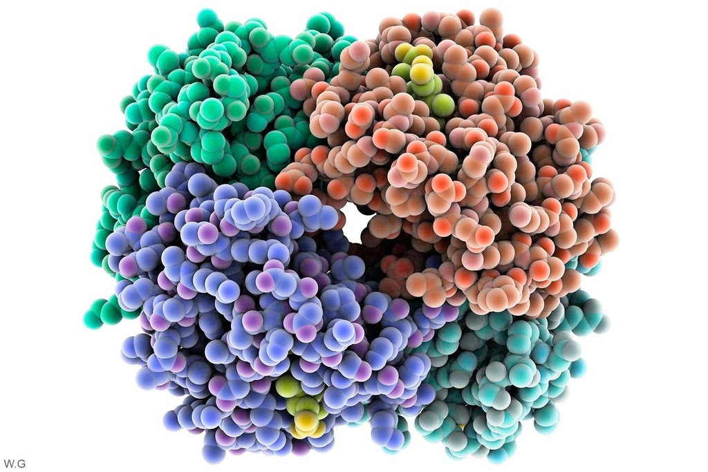 Human IFI30 (Interferon Gamma Inducible Protein 30) ELISA Kit - 96 Tests
