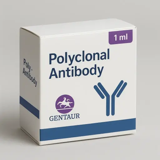 (KO Validated) EGFR Polyclonal Antibody